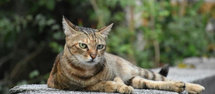 クラヴィスの面接って？？