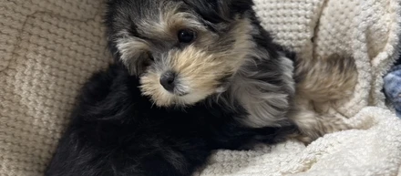 🐶ココちゃん
