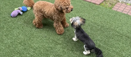 🐶お友達できました