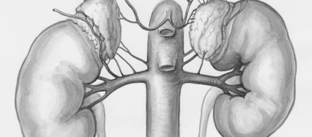 ADPKD（常染色体優性多発性嚢胞腎）とは？