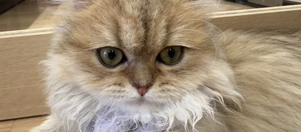 癒(=^ω^=)