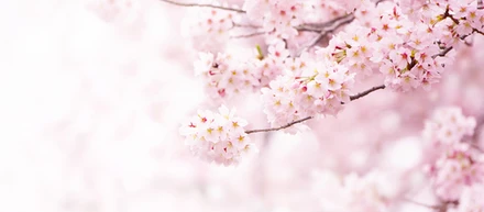 春といえば、さくら！Cluexでのお花見の様子と共に、盛り上げグッズをご紹介します！