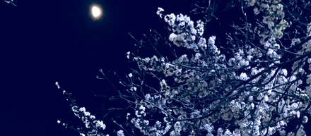 お花見したよ。