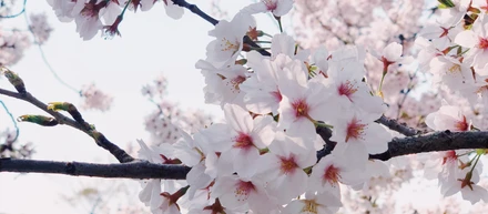 お花見ランチ@代々木公園