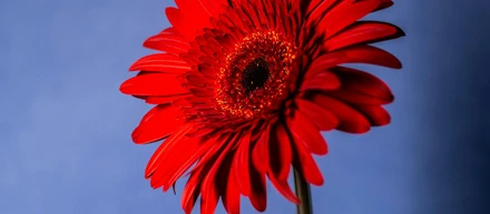 Gerbera Music Agency 社史