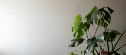 【大嶋淑之・新潟】なぜ僕は観葉植物をプロジェクトメンバーとして扱うのか