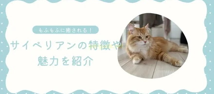 オウンドメディアペットブログにて、愛猫として飼っている「サイベリアン」の魅力を紹介しました。