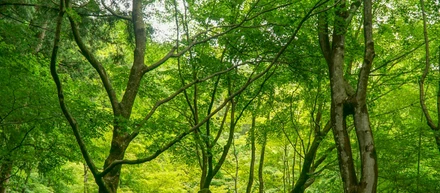 【山本達也：千葉県／市川市】オフィスで育てる小さな森　僕が緑とデータに夢中になった理由