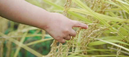 泥だらけで植えたあの苗が…ついに収穫のとき【稲刈り編】