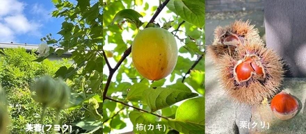 大泉工場(OKS CAMPUS)に訪れる秋