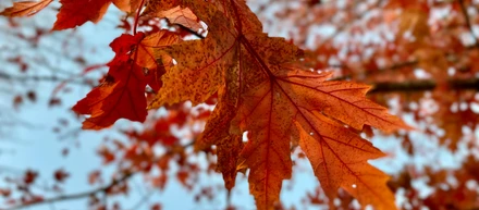 【大学生・院生向け】インターン希望者向けのオンライン会社説明会実施のご案内（11月）