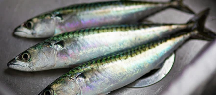 日報：2025/11/18【実案件チャレンジ進行中＆青魚で脳でかくなるらしい】