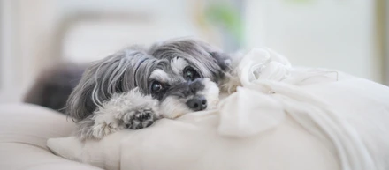「犬が好き！」なのは当たり前で、「犬たちのために動く！（収益も考える）」方を募集しております。