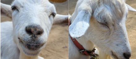「ヤギ」を飼おうとしているマーケティング会社