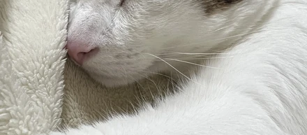 寒くなり、猫が布団に入る季節🐈