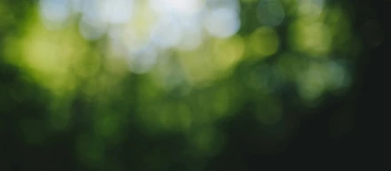 【求人募集】木を見て森を見て、土を掘って根っこに触れて、空を見上げて笑える人。音楽のグローバルマーケティング事業