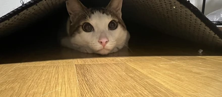 本気になれないと感情は生まれない