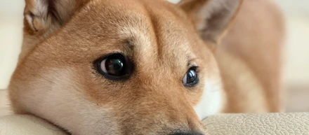 【25歳の節目に、人生設計を見つめ直すということ】～なんで動物福祉なの？～