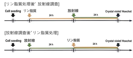 ホチェ複合リン脂質、放射線被ばく非臨床試験で生存率を50％向上