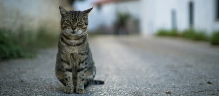 【新堀武司】野良猫の昼寝場所には、最強の戦略がある