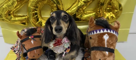 犬が可愛すぎる
