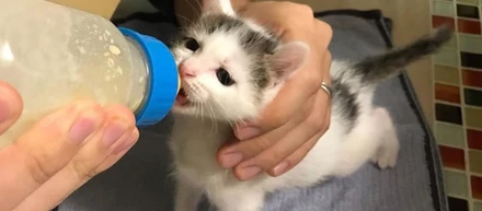 小さな仔猫を見つけたら。思い出してほしいこと。