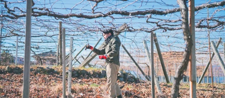 山梨・笛吹の農園でインターンが動き出した。土を触り、枝を切り、仲間と育てる初日の記録。