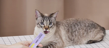 【新商品ラッシュ！】獣医師開発・メディカル発想で「ねこ」の健康を支える、uniamの最新プロダクトをご紹介！