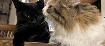 【ポートフォリオ】猫との生活で人生が変わる話