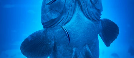 深海魚のようなエンジニアが、光を見つける。