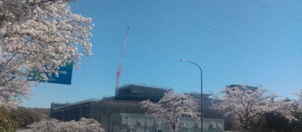 もうすぐ桜の季節！！