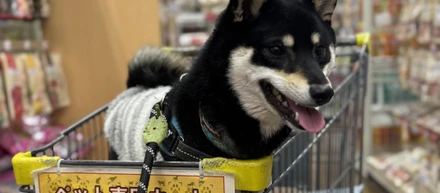 【社員犬・タロー】買い出しにホームセンターへ