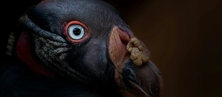 錆びた潜水艦で、虹色の影を追いかける仕事