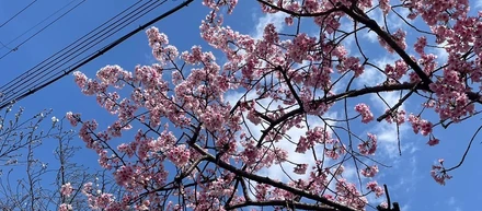 桜が美しい季節になりました
