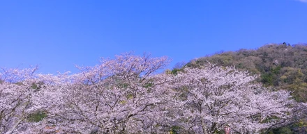 【社内報アンケート】春の思い出について