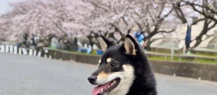 【社員犬・タロー】お花見をしました！