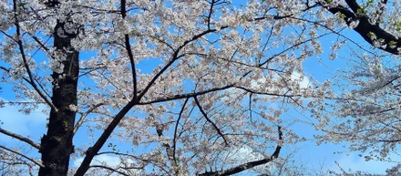 桜の季節/ Cherry blossoms season