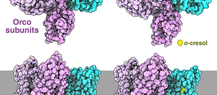 今月の分子 316: 昆虫の嗅覚受容体（Insect Odorant Receptors）