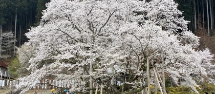 電車の旅：根尾谷淡墨桜
