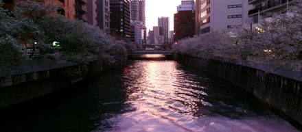 「春」を撮ってきました！