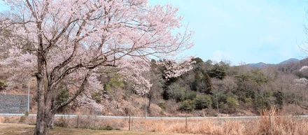 お花見キャンプ🏕️