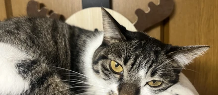 かわいい愛猫です✨