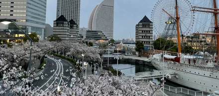 🌸2026年度🌸最初の社内イベント《お花見》の開催日は暴風雨でした☔
