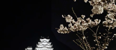 採用ブログを更新！姫路事業所のお花見レポート
