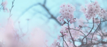 春の恒例行事、花見 in 2026