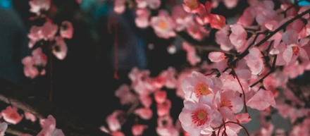 夜桜皇居ラン