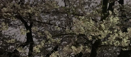 ルーム・スタイルお花見会🌸