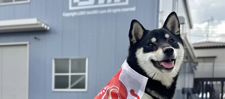 【社員犬・タロー】鯉のぼりになりました【近況】
