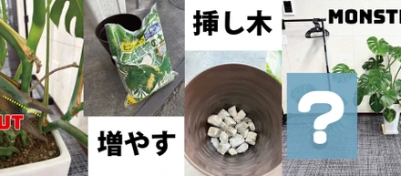 オフィスの植栽成長記 〜モンステラ編〜