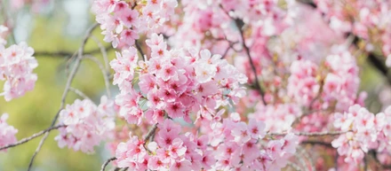 毎年恒例のお花見